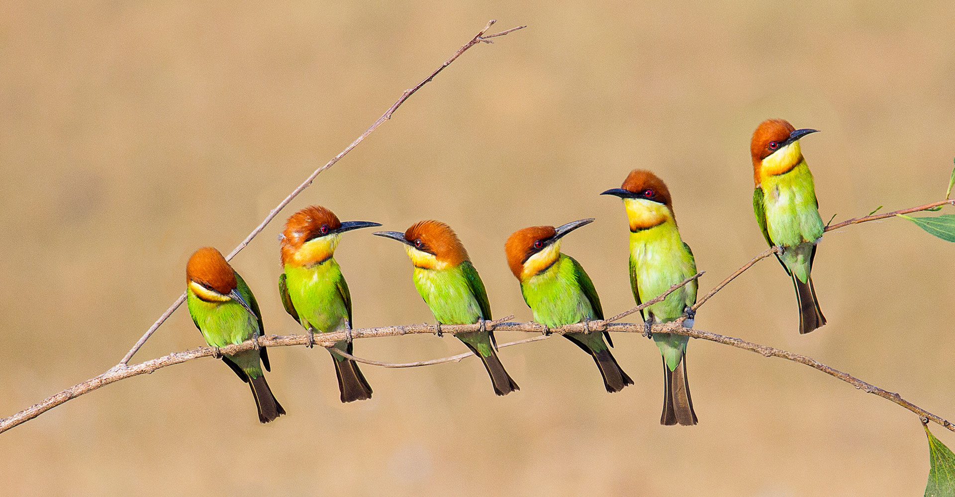 Bee-eaters perched in a row