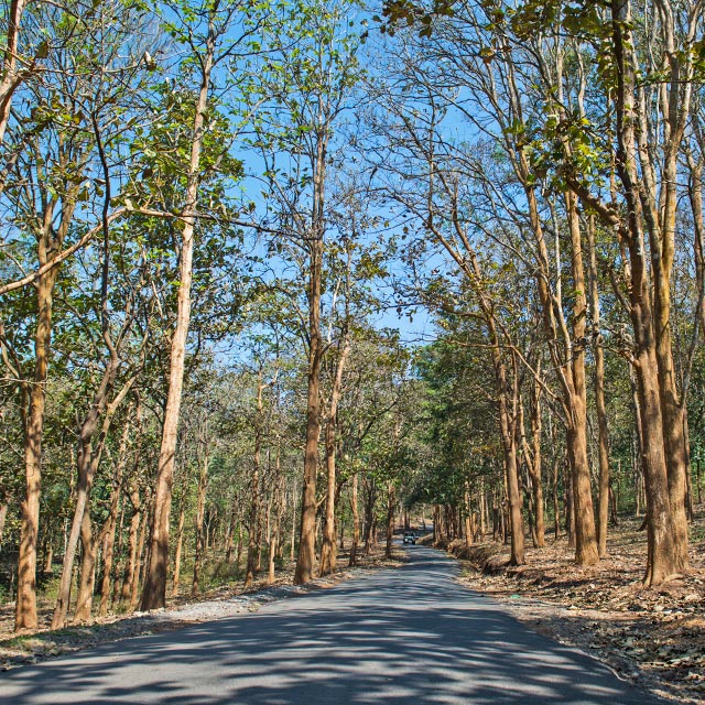 Trekkers on a forest trail in Wayanad