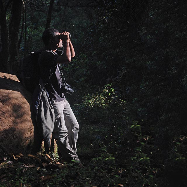 Birdwatching on a forest trail in Wayanad