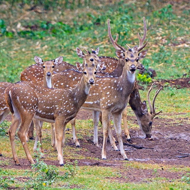 Spotted deer in the forests near Tholpetty
