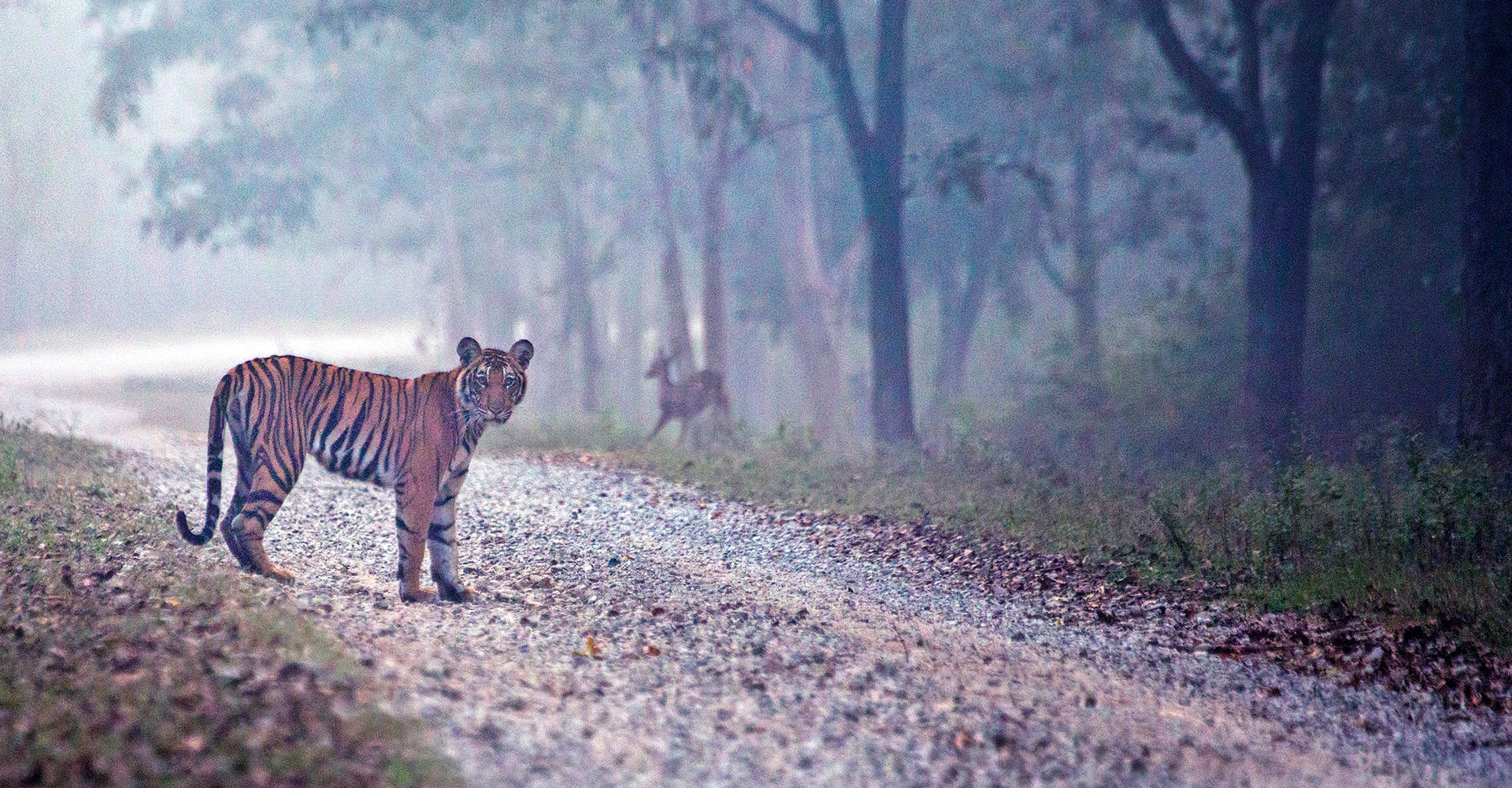 Leopard on a forest track in Wayanad