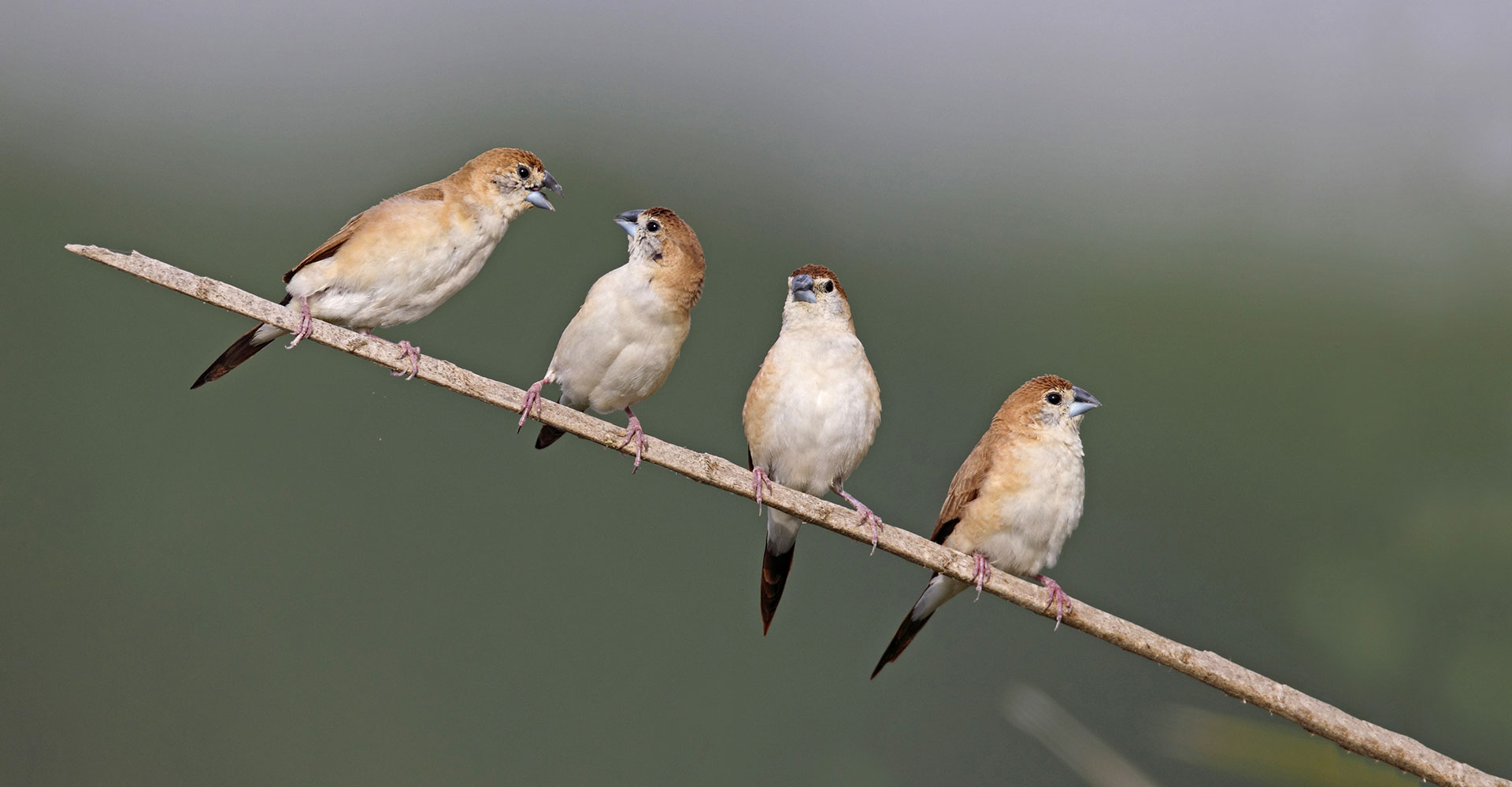 Indian silverbills on a branch, photographed by Sameh Odeh