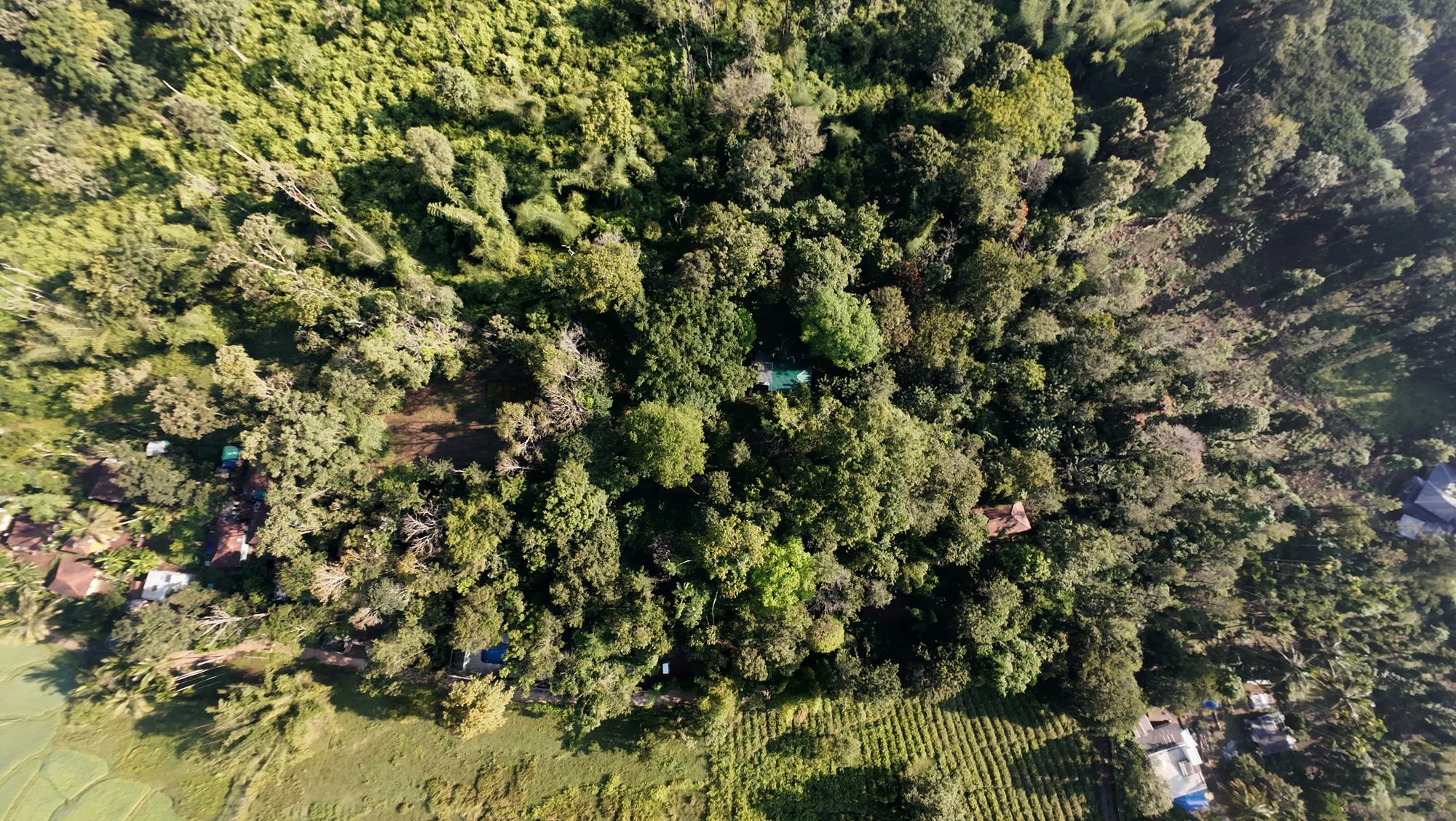 The forest canopy over Thennal, seen from above