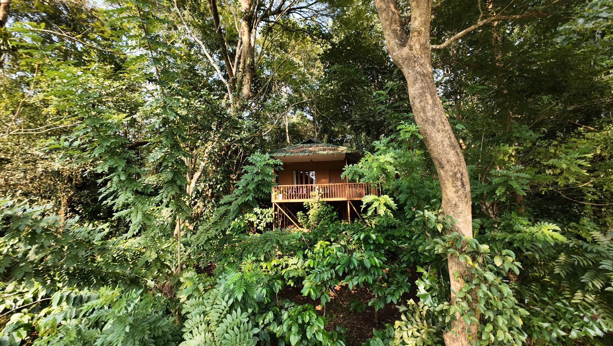 Canopy hut peeking out of the treetops