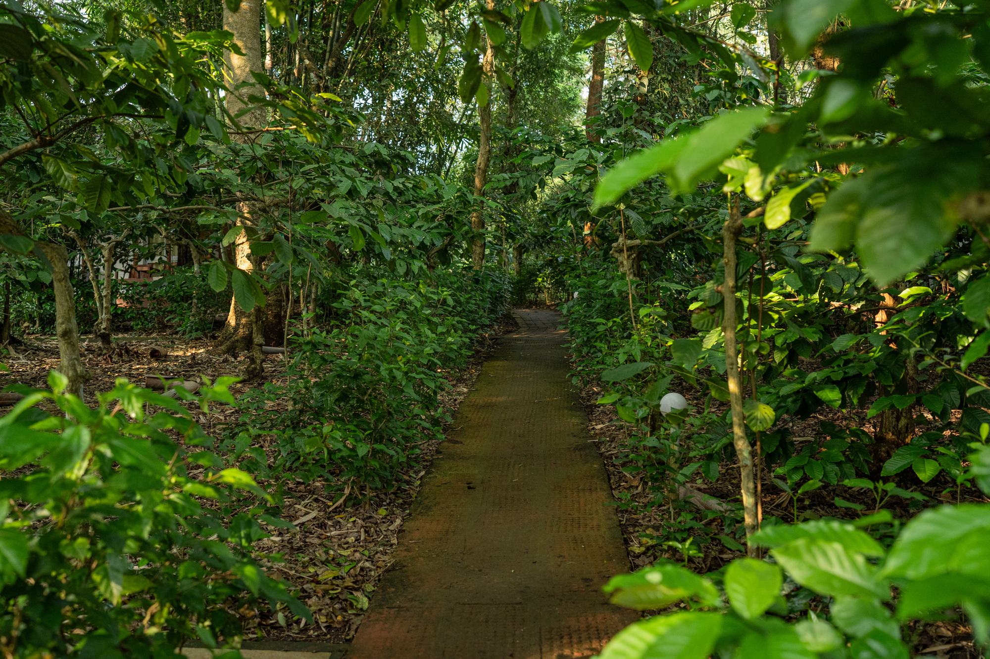Stone pathway winding through the forest