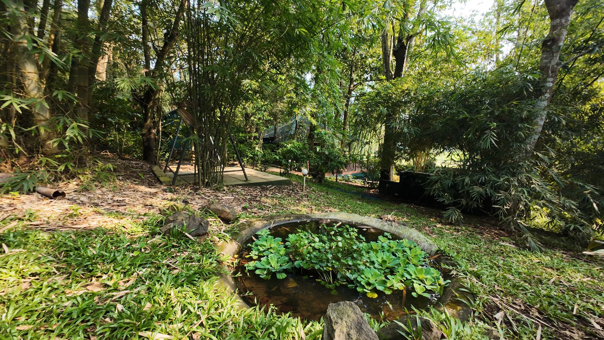 Garden of native plants around a small stone-edged pond