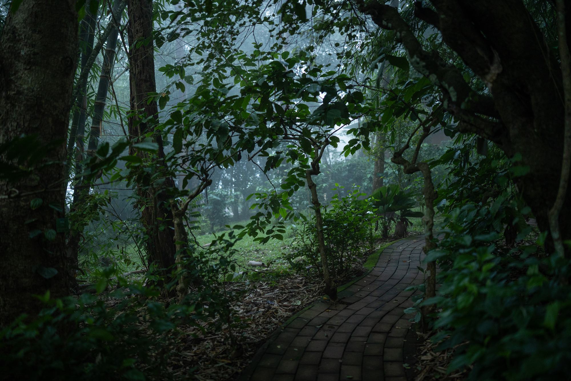 Misty forest at dawn around Thennal