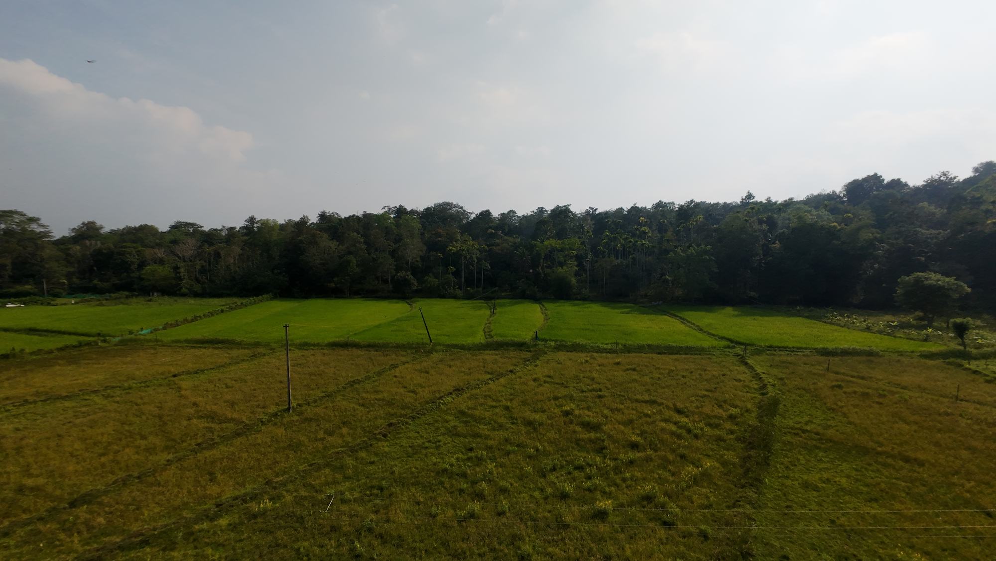 Paddy fields at the edge of the forest