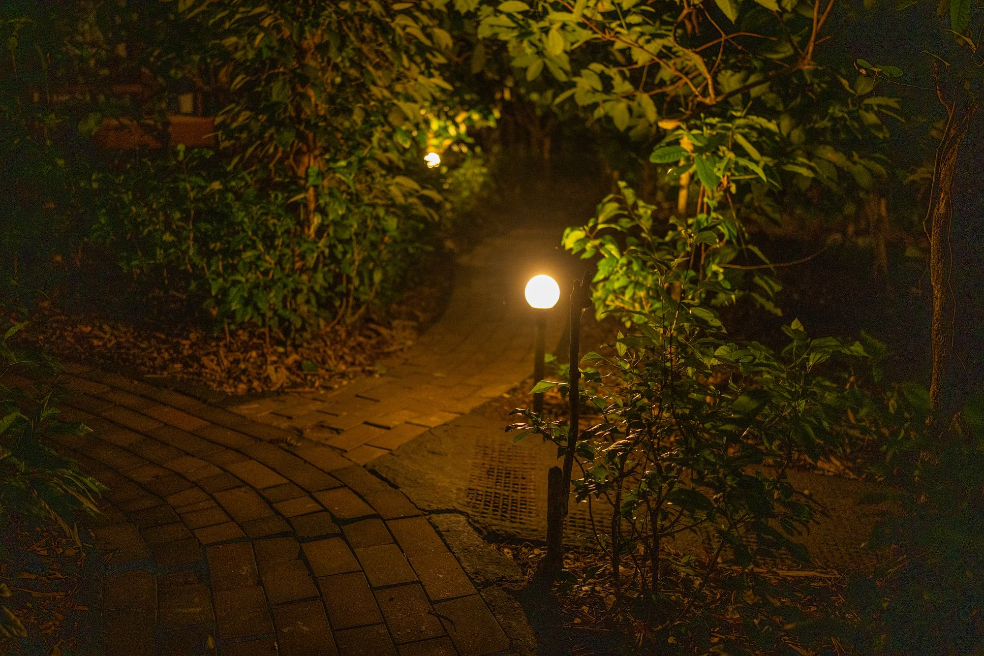 Lamp-lit pathway through the forest at night