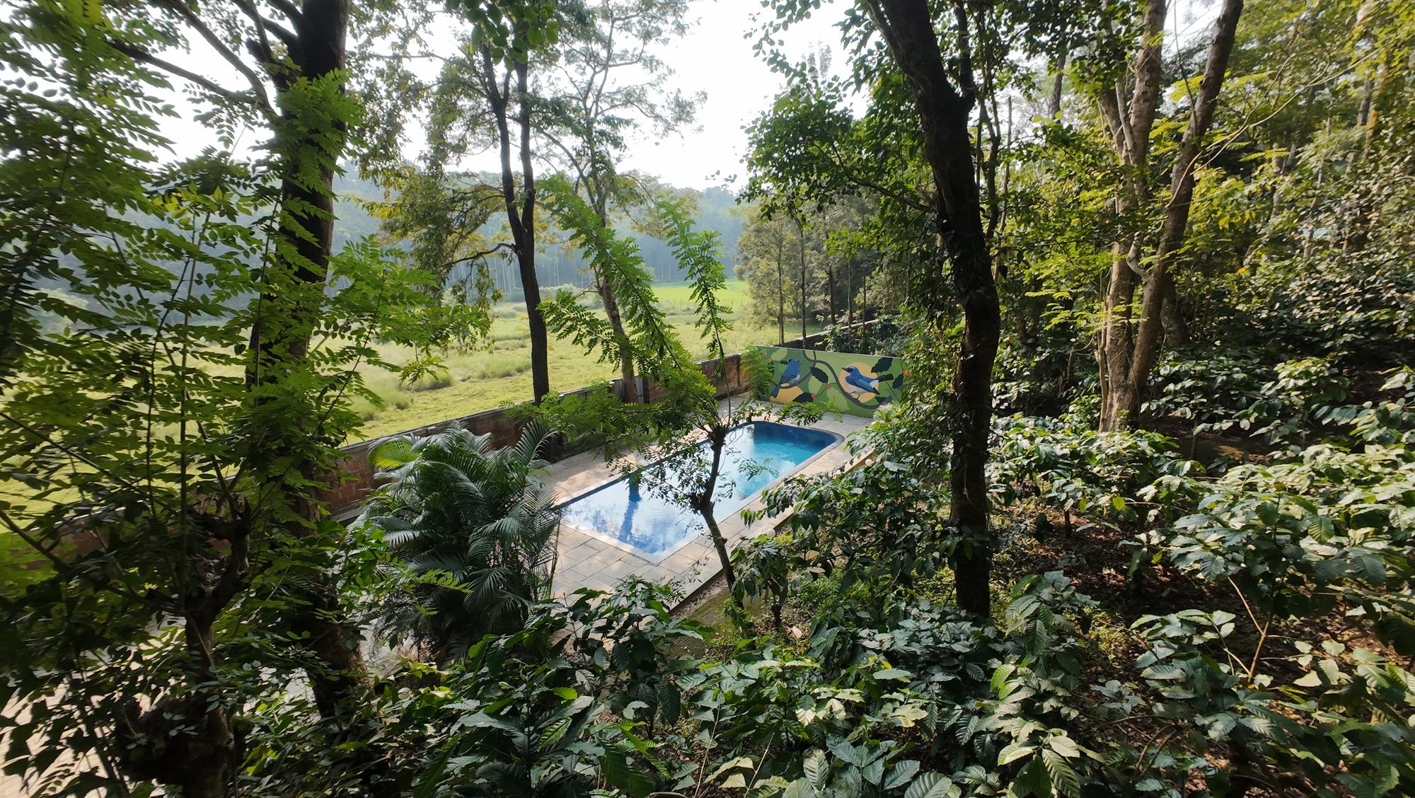 Swimming pool among the trees