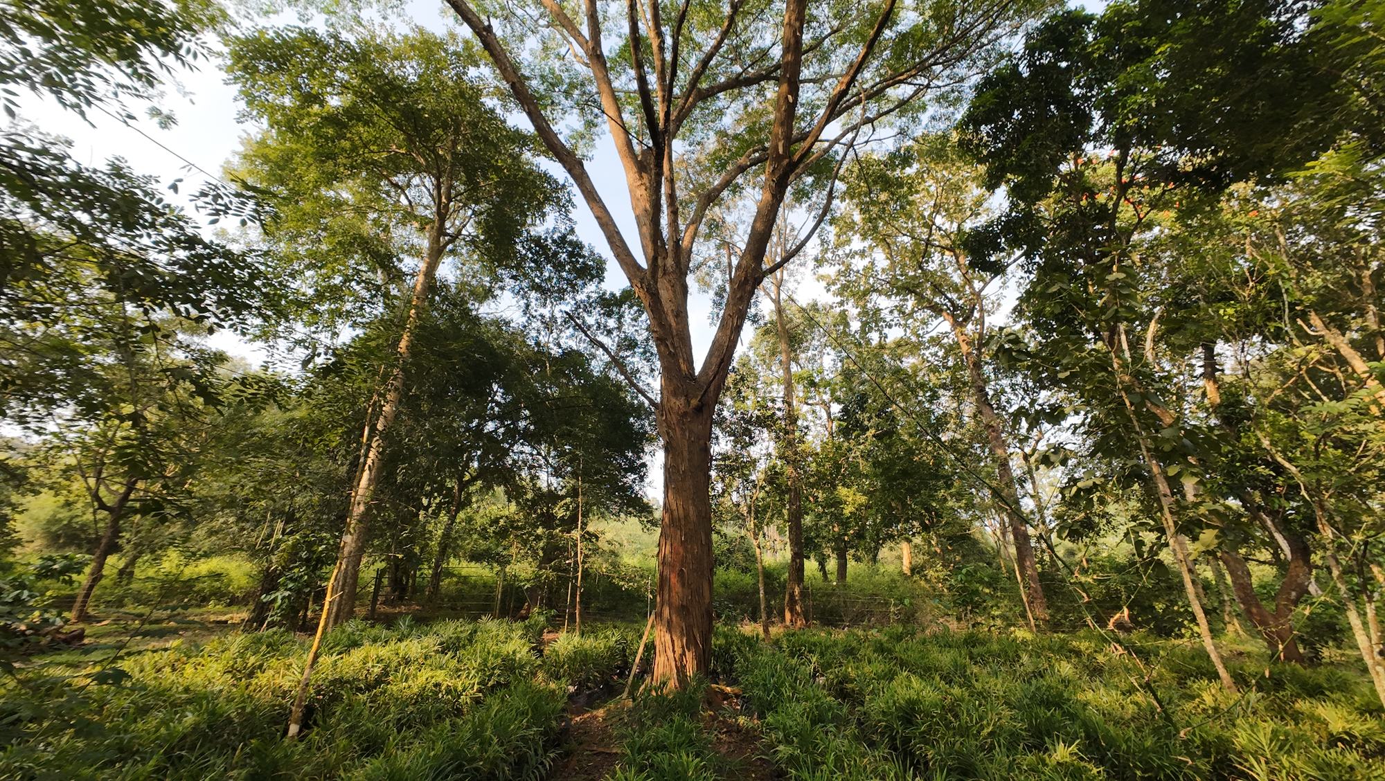 Tall trees in the woodland at Thennal