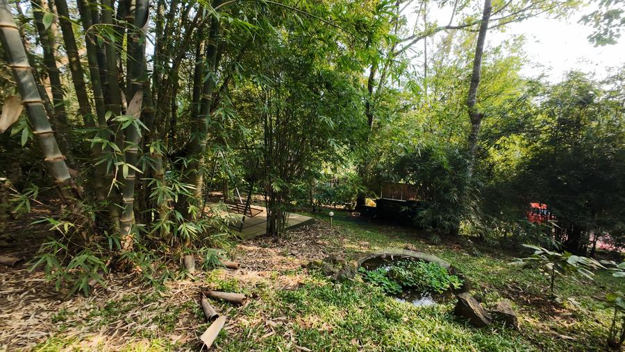 Bamboo and woodland in the grounds