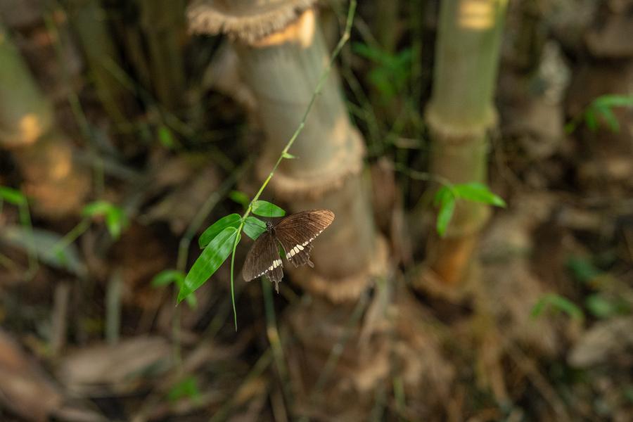 Young bamboo shoots on the forest floor