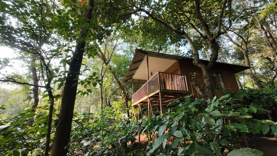 Canopy hut raised on stilts among the trees