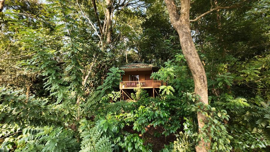 Canopy hut peeking out of the treetops