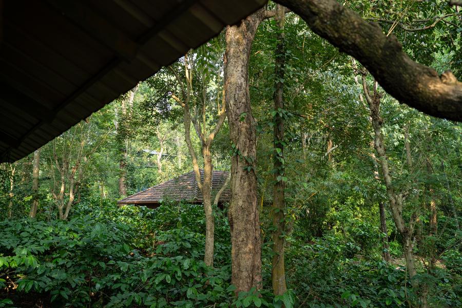 Coffee bushes growing under the trees