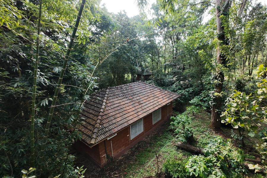 Traditional cottage tucked into the forest