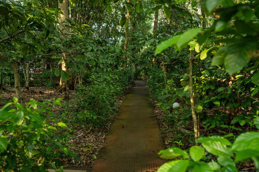 Stone pathway winding through the forest