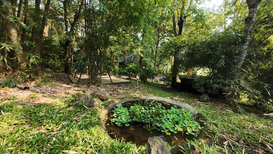 Garden with a small planted pond