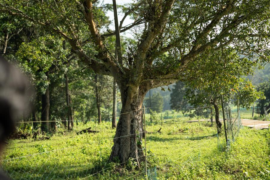 Old tree standing in a forest meadow