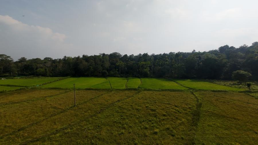 Paddy fields at the edge of the forest