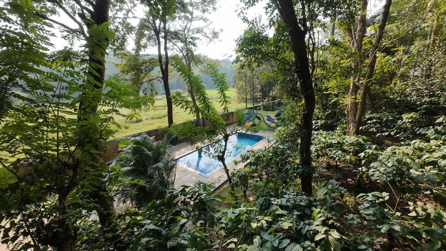Swimming pool in a clearing among the trees