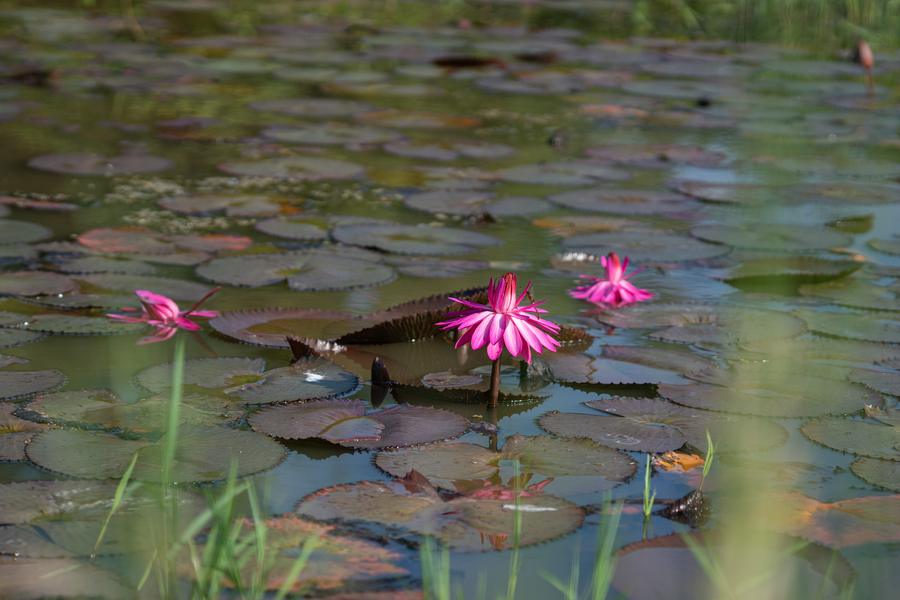 Pink water lilies on a pond