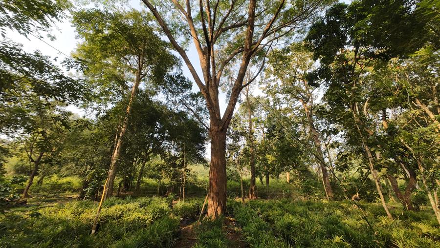 Tall trees in the woodland at Thennal