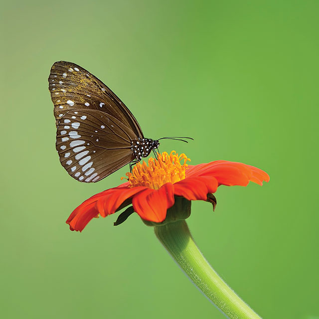 Butterfly on a flower, photographed by Dileep Anthikad