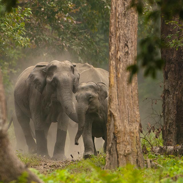 Elephants in the Wayanad forest